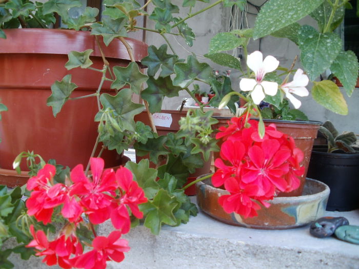 Picture1 947 - flori 2014