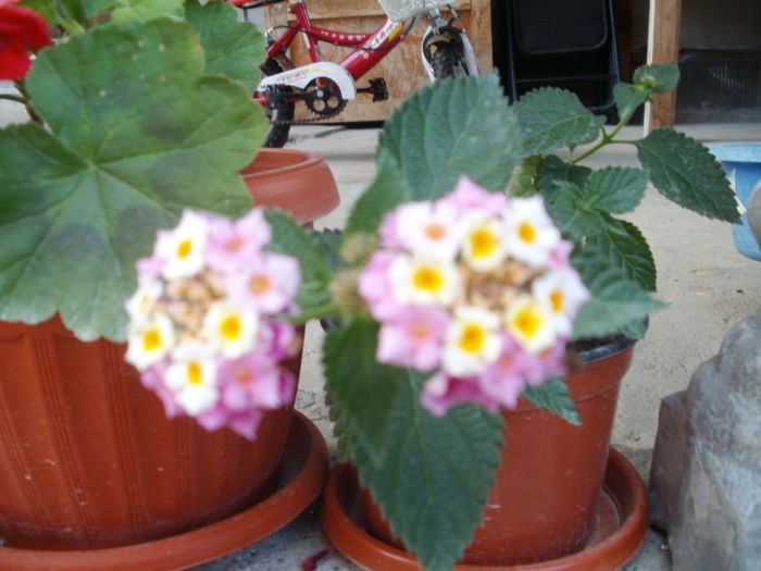 Multumesc d-na Doina - flori 2014