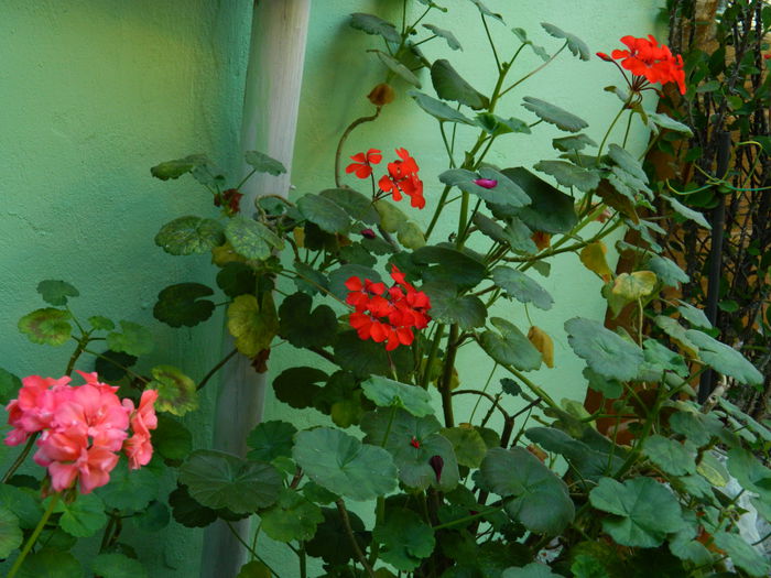 DSCN9175 - IUNIE_3_2014