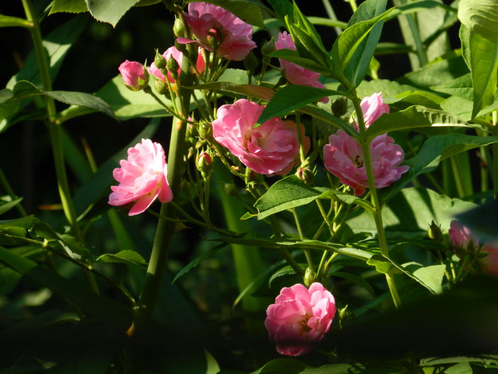 DSCN9178 - IUNIE_3_2014