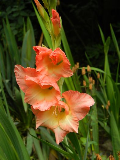 DSCN9212 - IUNIE_3_2014