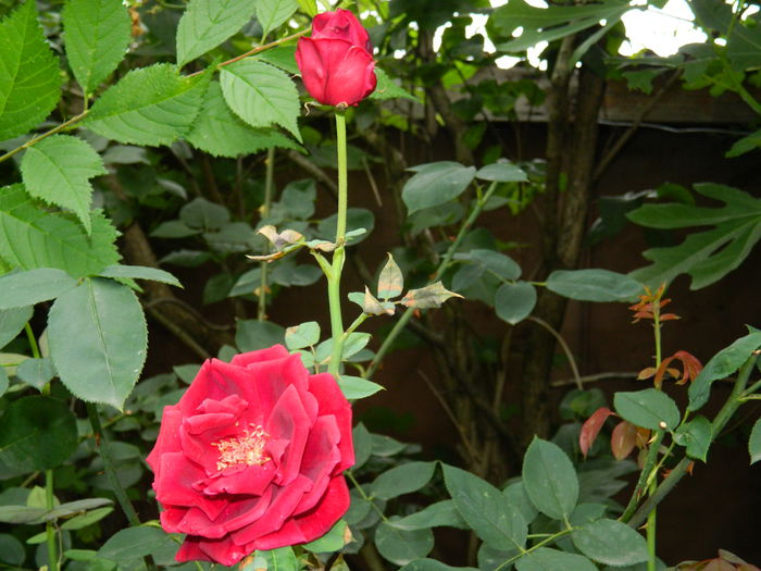 DSCN9213 - IUNIE_3_2014