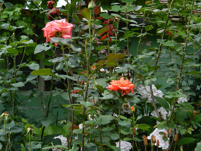 DSCN9215 - IUNIE_3_2014