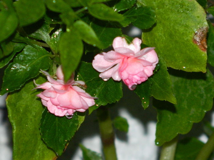 DSCN9233 - IUNIE_3_2014