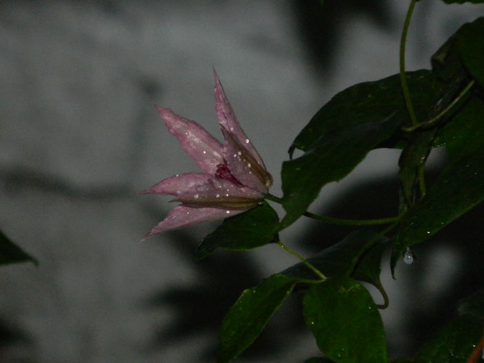 DSCN9237 - IUNIE_3_2014