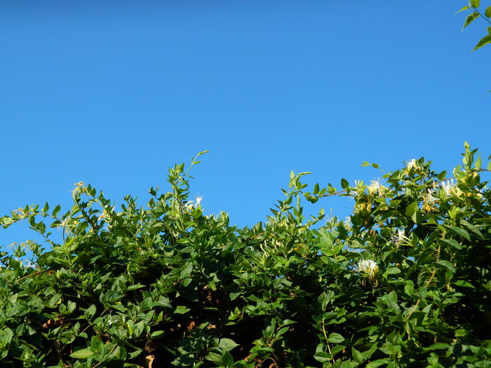 DSCN9269 - IUNIE_3_2014