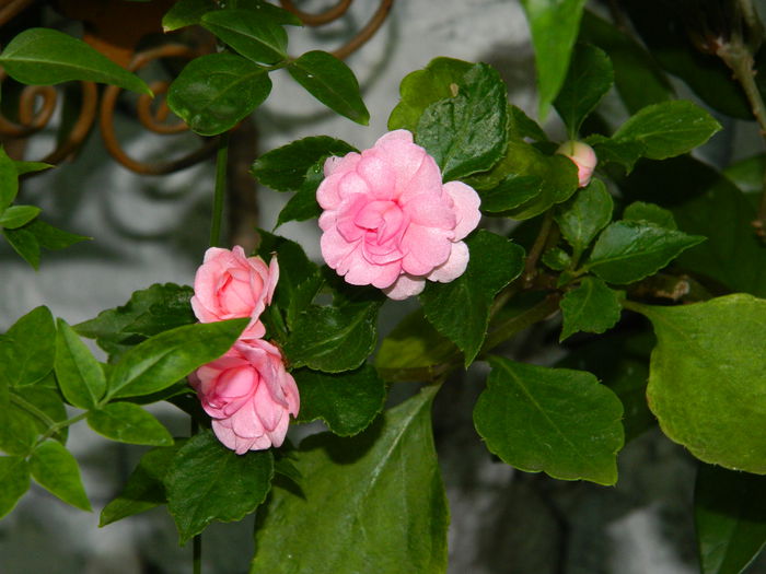 DSCN9277 - IUNIE_3_2014