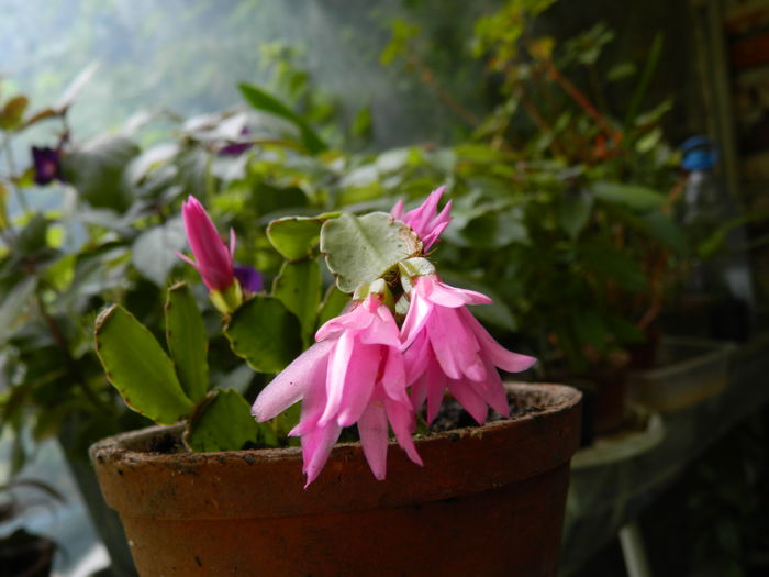 DSCN9296