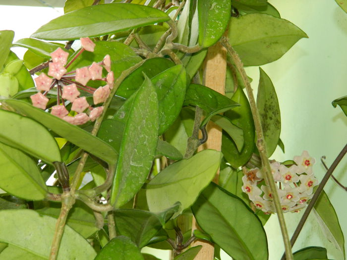 DSCN9312