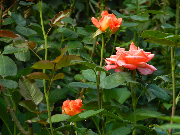 DSCN9343