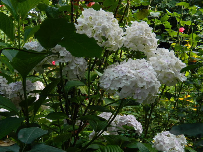 DSCN9374