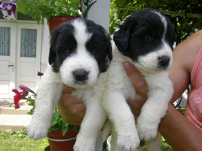 SANY0061 - CUIB 3  DIN MOLDA SI REMUS