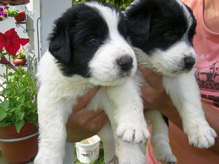 3.5 saptamani - CUIB 3  DIN MOLDA SI REMUS