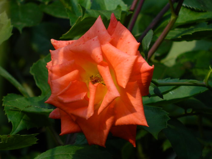 DSCN9398