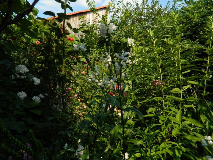 DSCN9403