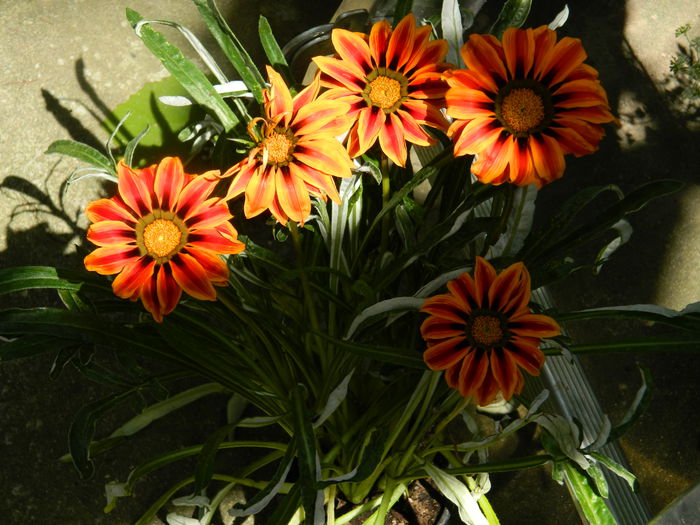 DSCN9468 gazania - IUNIE_3_2014