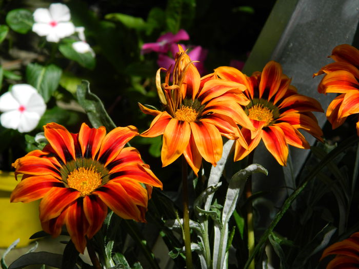 DSCN9476 gazania - IUNIE_3_2014