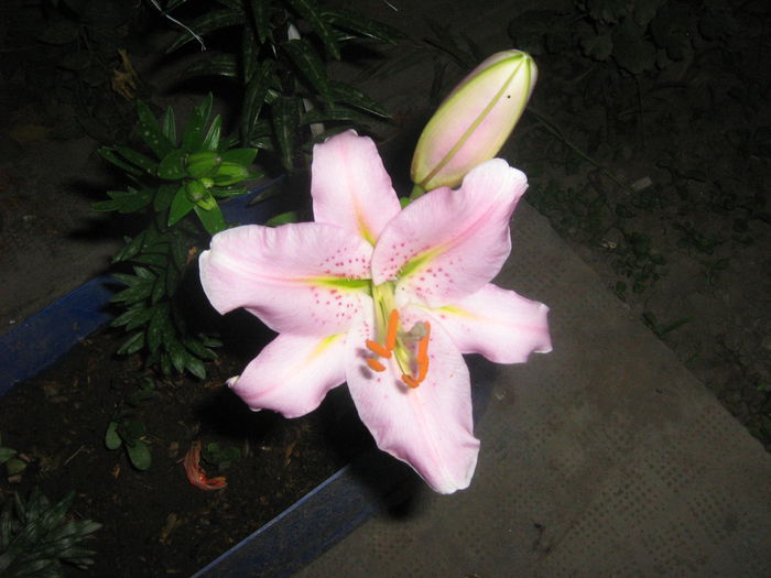 crini 002 - crini de gradina