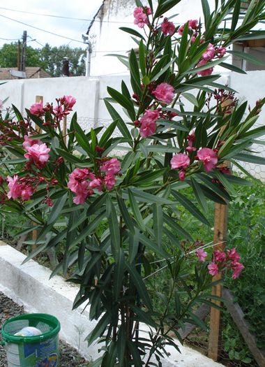 leandru roseum plenum (1)