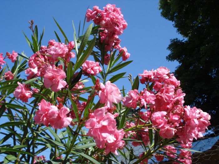 leandru roseum plenum (3)