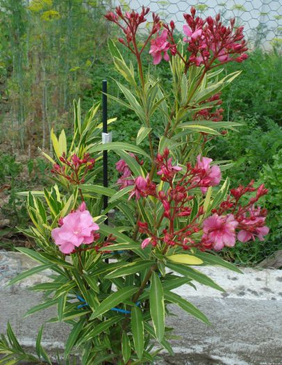 roseum plenum variegat (1)