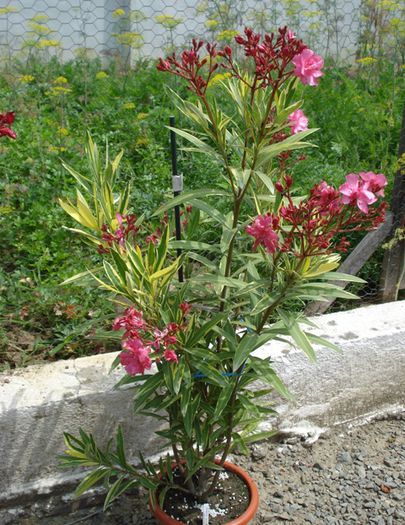 roseum plenum variegat (2)