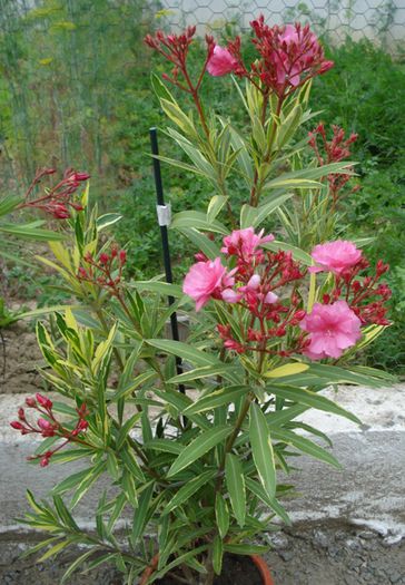 roseum plenum variegat (3)
