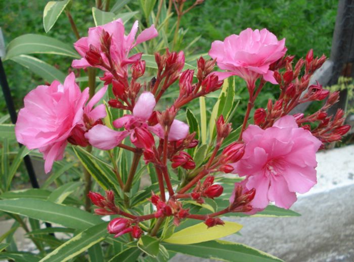 roseum plenum variegat (4)