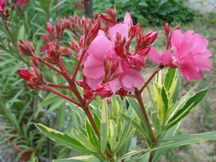 roseum plenum variegat (5)