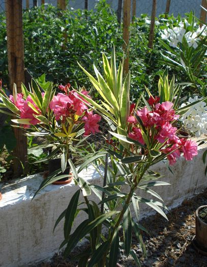 roseum plenum variegat (6)