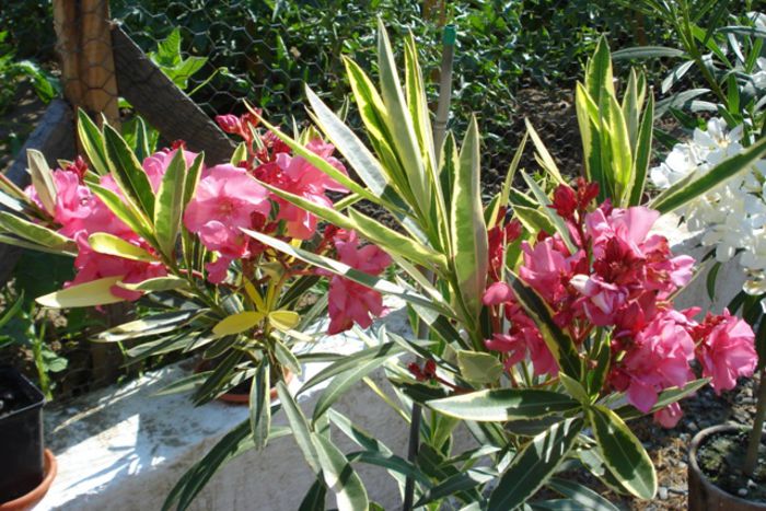 roseum plenum variegat (7)