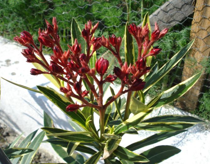 roseum plenum variegat (9)