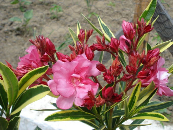 roseum plenum variegat (10)