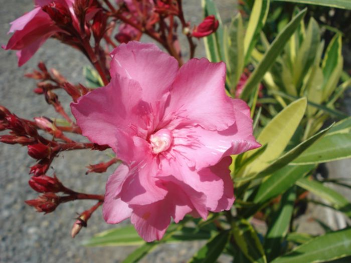 roseum plenum variegat (11)