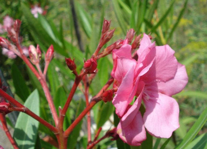 roseum plenum variegat (13)