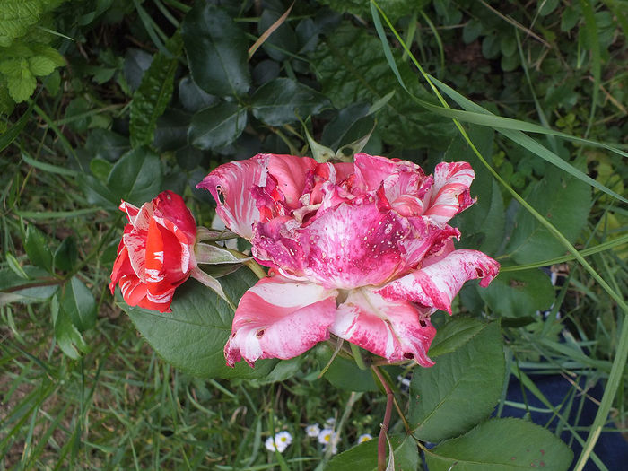 29.06.2014c - Trandafir Florov nr 12 - posibil Philatelie