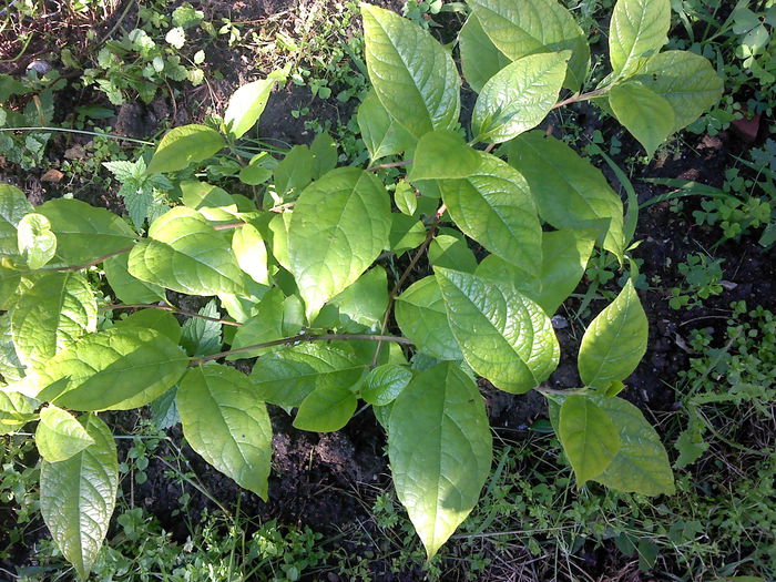 P270614_08.18_[01] - Arbust cu miros de capsuni-Strawberry shrub smell