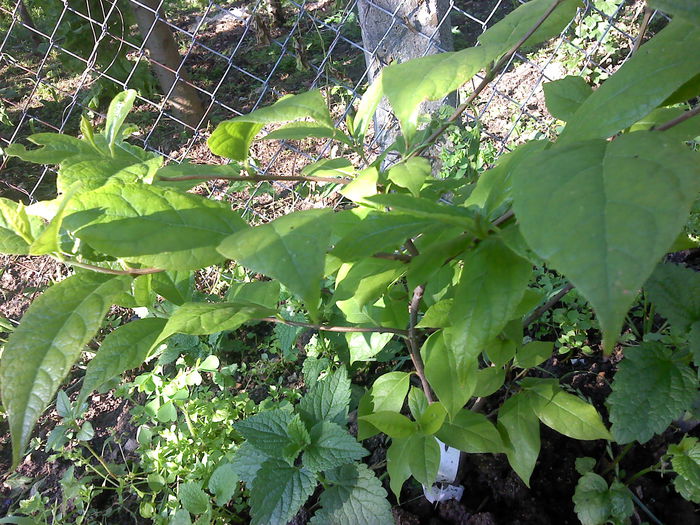P270614_08.18_[02] - Arbust cu miros de capsuni-Strawberry shrub smell