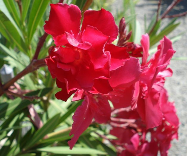 minumatele flori visinii (9) - leandru rosu-ciclam dublu -Spania