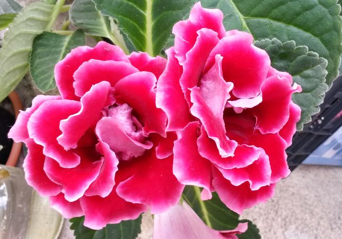  - Gloxinia