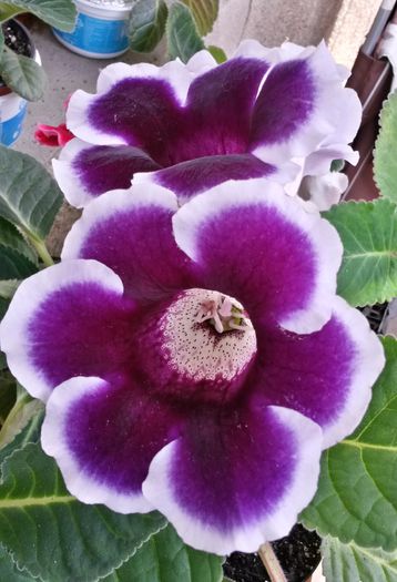  - Gloxinia