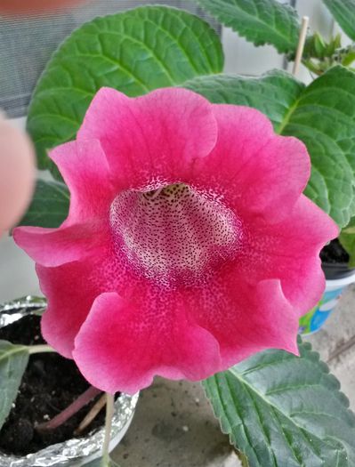  - Gloxinia