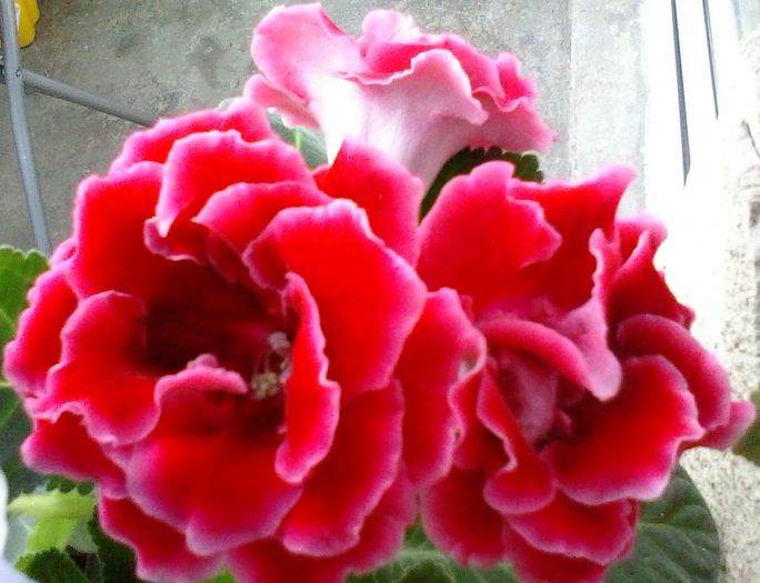  - Gloxinia