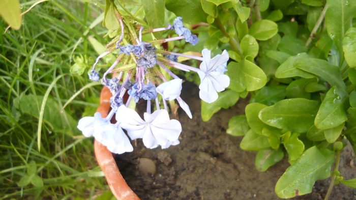 plumbago bleu