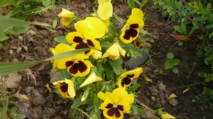 088 - 2014 flori