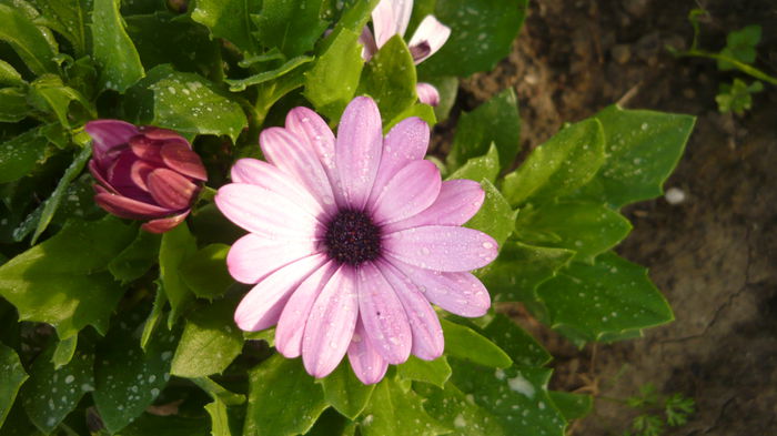 osteospermum - 2014 flori