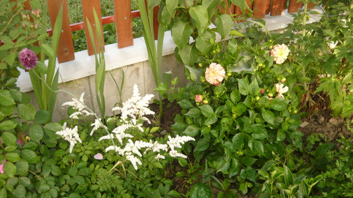 astilbe