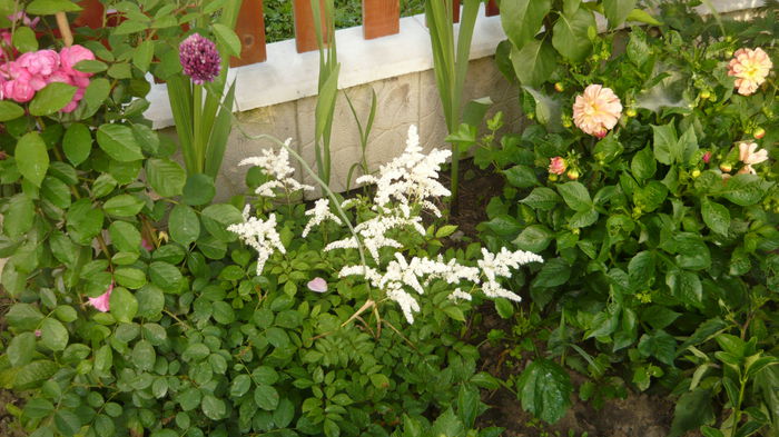 astilbe - 2014 flori