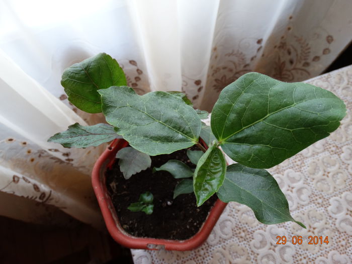 DSC05650