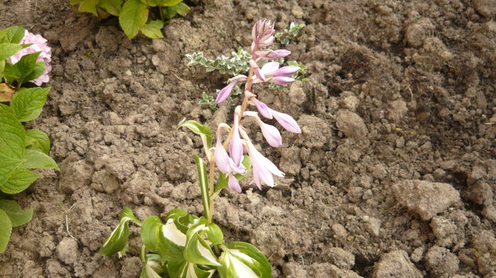 hosta